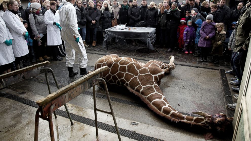 healthy-young-giraffe-wantonly-killed-in-danish-zoo-the-greanville-post