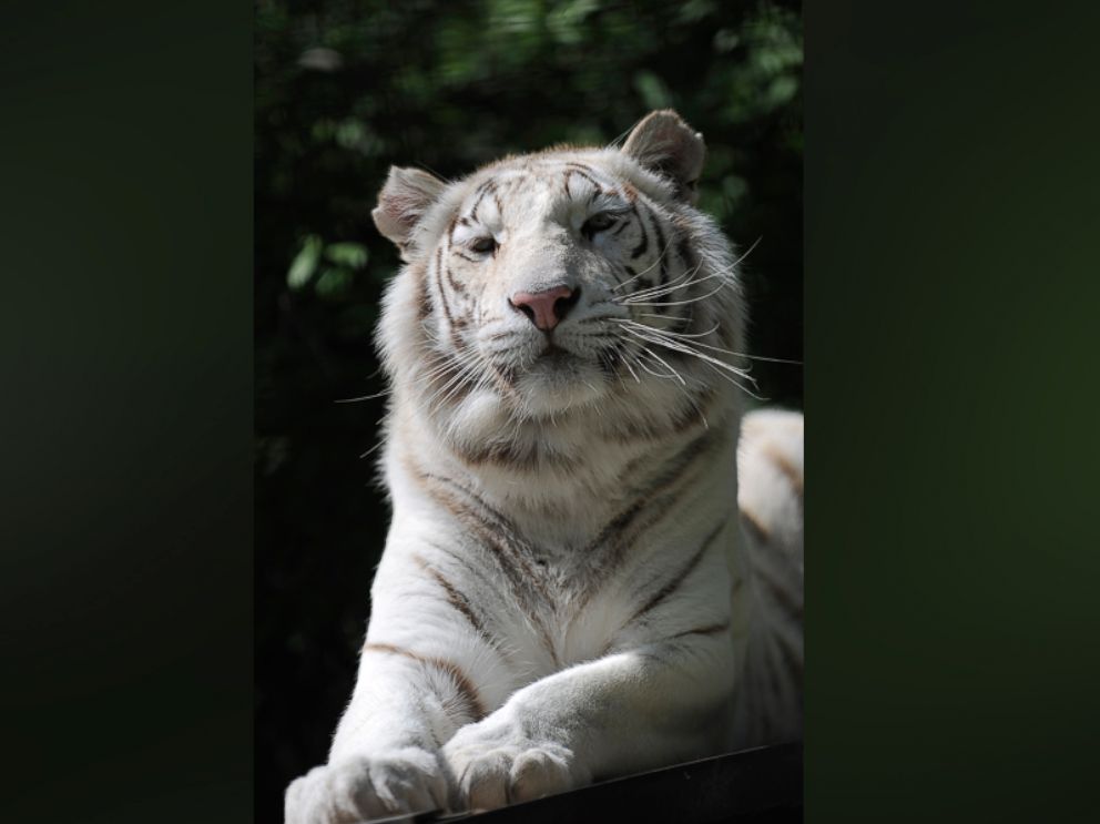 PHOTO: Tigryulia, a white Bengal tiger, is seen in the zoo in the Black Sea resort city Yalta, Crimea in this file photo from May 11, 2012.