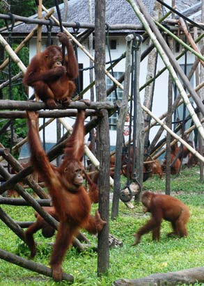 Borneo's Orangutans