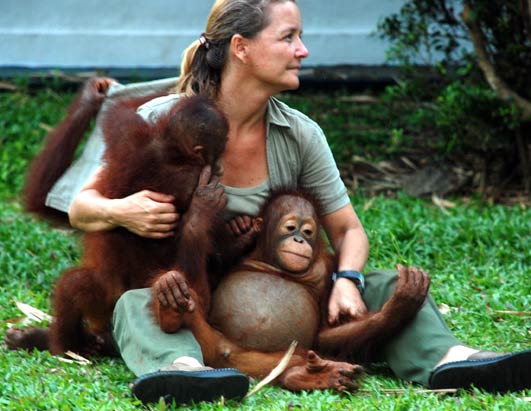 Borneo's Orangutans