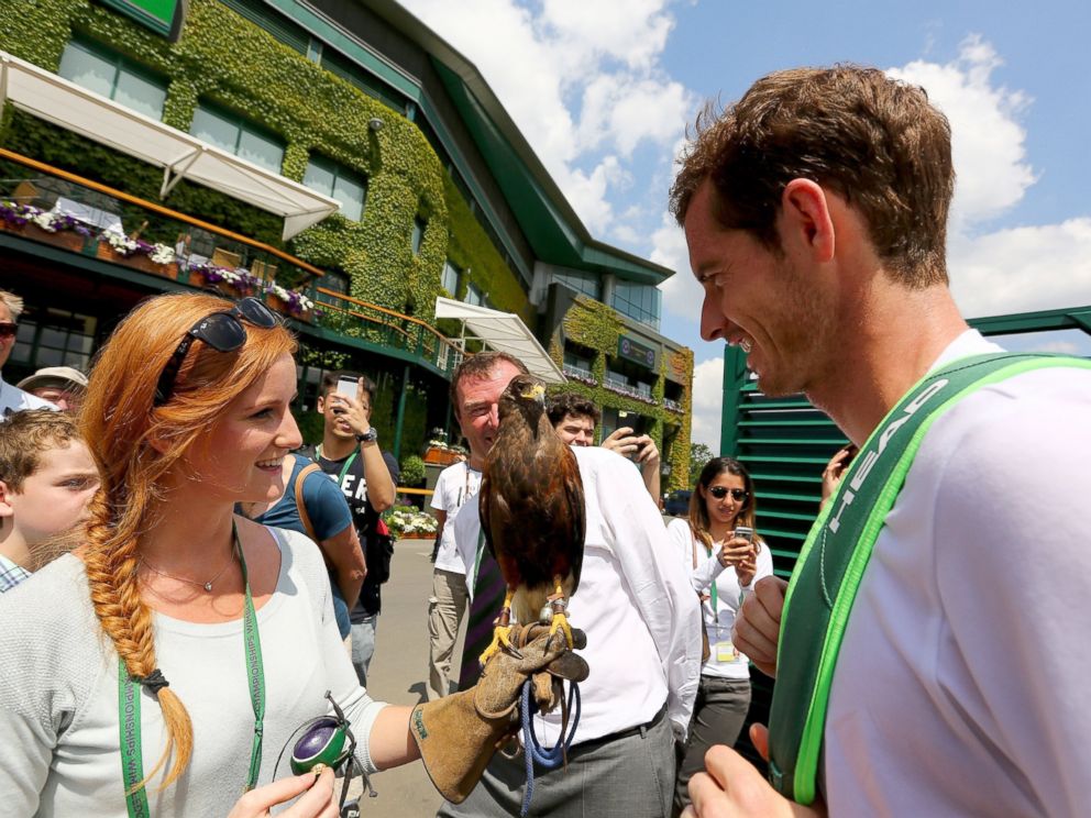 PHOOT: Andy Murray of Great Britain is shown Rufus a Harris hawk, Rufus is used to scare away pigeons at Wimbledon, June 21, 2014, in London.