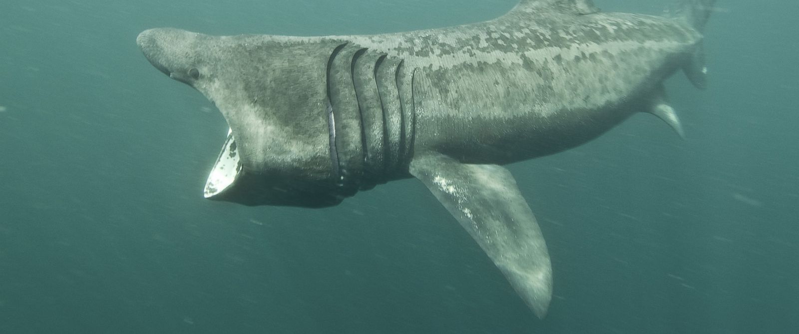 basking-shark-caught-in-australia-great-white-caught-on-video-in