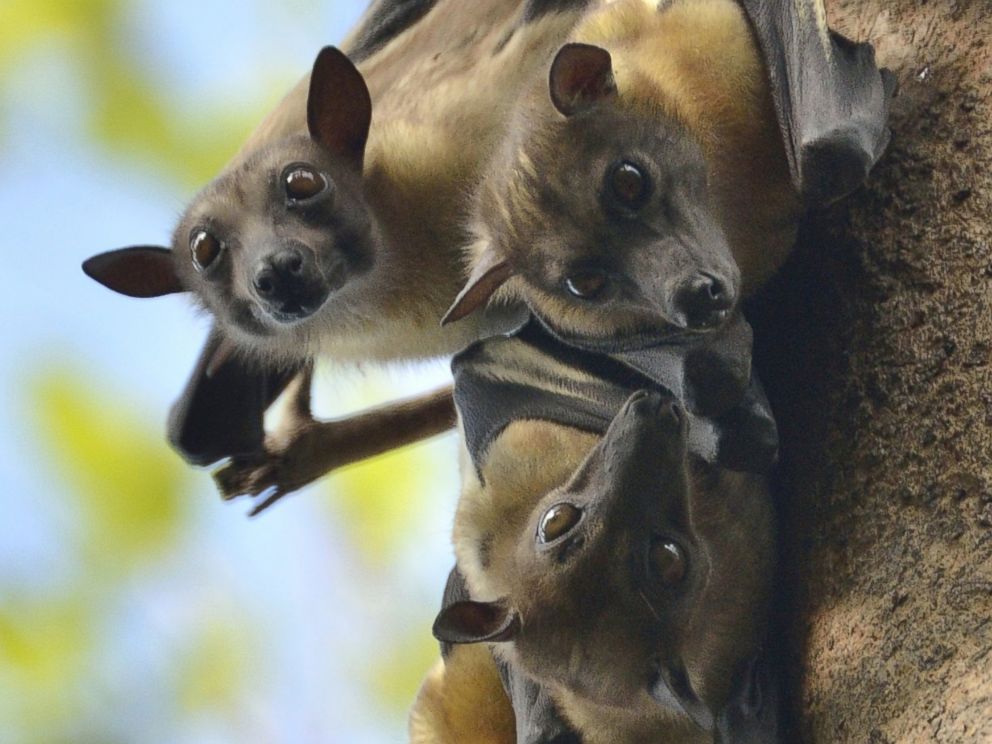 PHOTO: Fruit bats (like these) are a local delicacy in Guinea, but health officials fear that their infected blood may be causing the spread of Ebola.