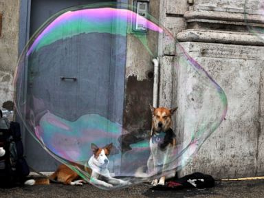 In Naples, DNA Tests Link Dog 'Waste' to Owners