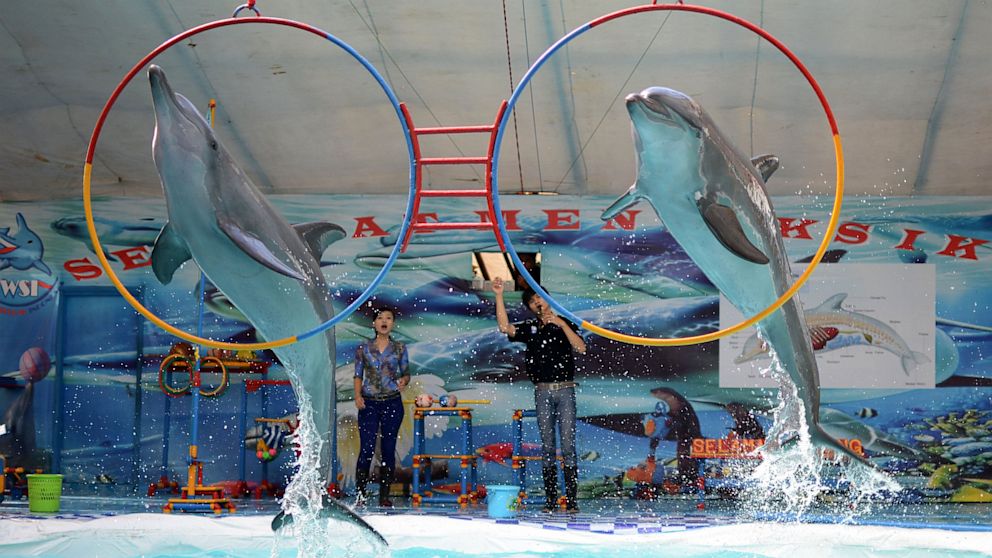 PHOTO: Dolphins May Not Be As Smart As We Think