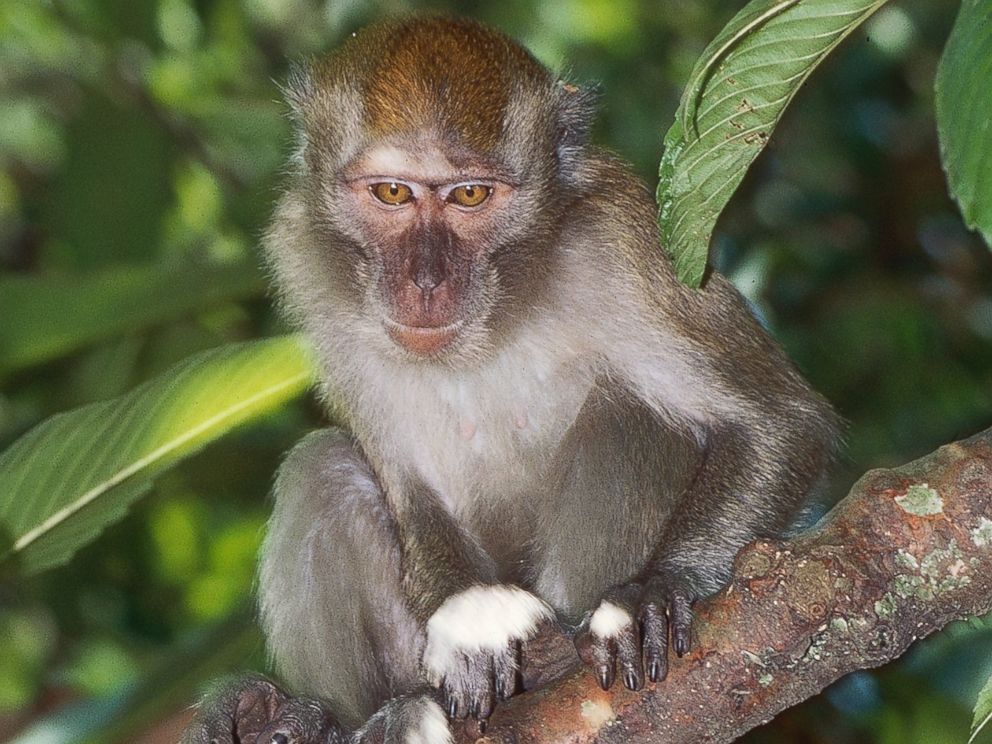 PHOTO: A crab-eating macaque, a species connected to one of the five strands of Ebola, is pictured on Indonesias Bali Island on March 3, 2014.