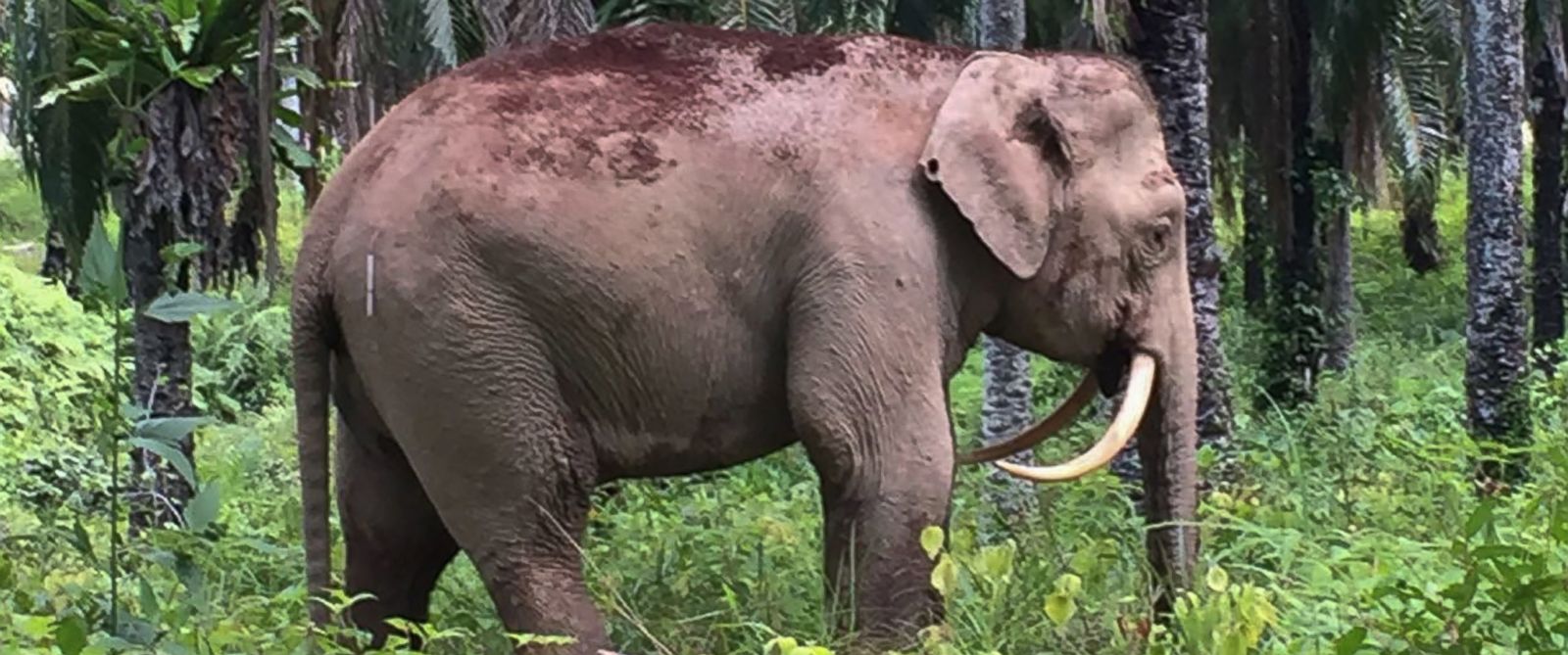 Rare Pygmy Elephant With 'Saber-Tooth' Tusks Spotted in Malaysia - ABC News