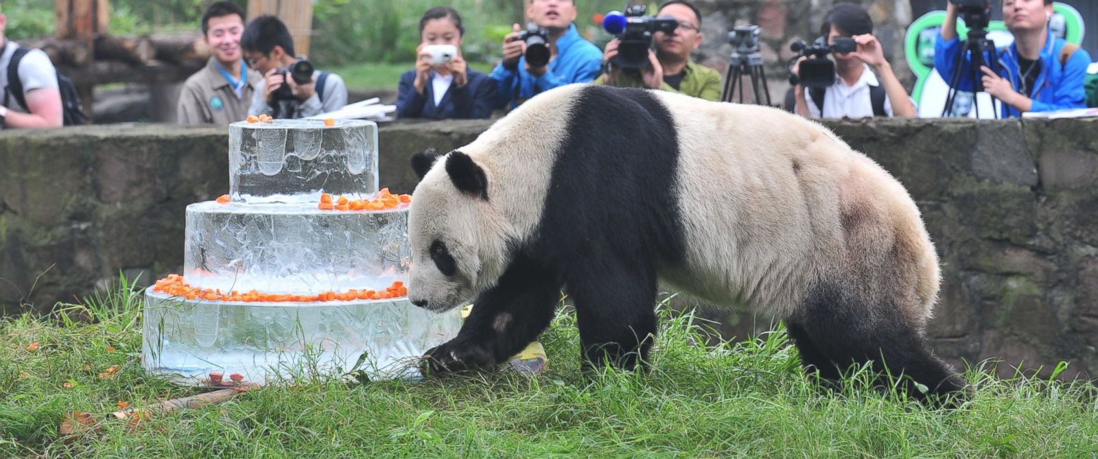 Oldest-Known Panda, Pan Pan, Hits 30 - ABC News