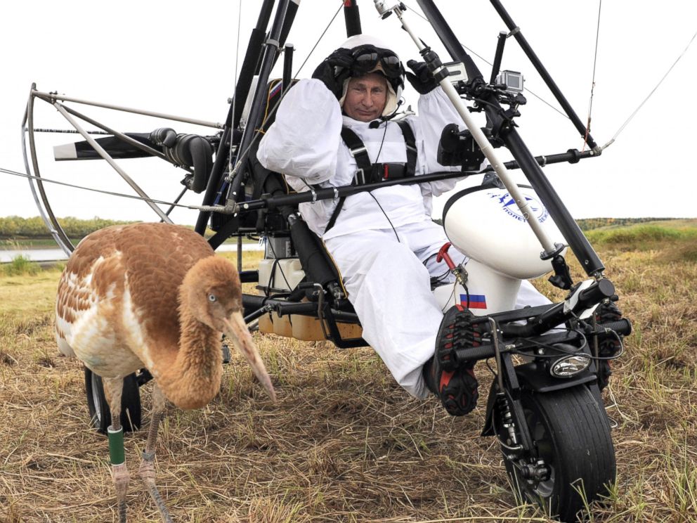 PHOTO: Russian President Vladimir Putin prepares to pilot a motorized hang glider while looking at a crane as he takes part in a scientific experiment as part of the Flight of Hope, which aims to preserve a rare species of cranes, Sept. 5, 2012.