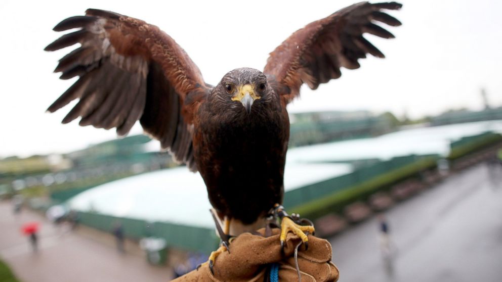 PHOTO: Rufus the Hawk poses for a photograph on day seven of the Wimbledon Lawn Tennis Championships at the All England Lawn Tennis and Croquet Club, July 2, 2012 in London.