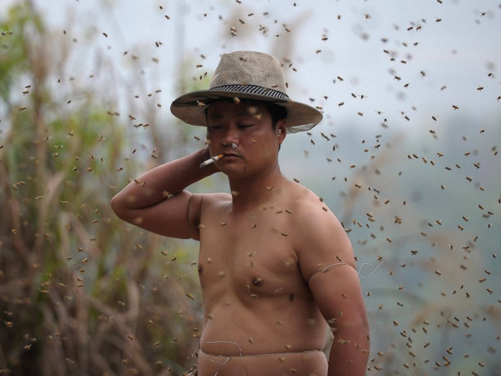 PHOTO: This picture taken on April 9, 2014 shows She Ping, a 34 year-old local beekeeper, preparing to wear bees on a small hill in southwest Chinas Chongqing.