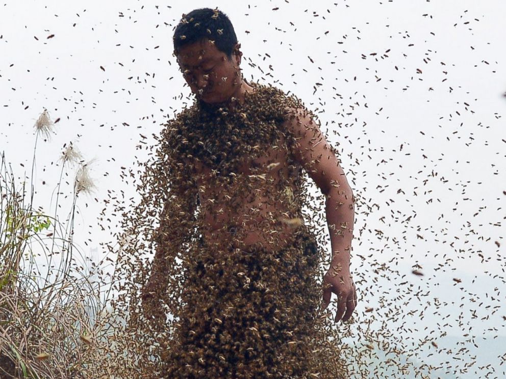 PHOTO: This picture taken on April 9, 2014 shows She Ping, a 34 year-old local beekeeper, covered with a swarm of bees on a small hill in southwest Chinas Chongqing.