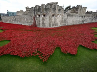 PHOTO: Blood Swept Lands and Seas of Red by artist Paul Cummins, made up of 888,246 ceramic poppies fills the moat of the Tower of London, to commemorate the First World War, Sept. 10, 2014, in London.