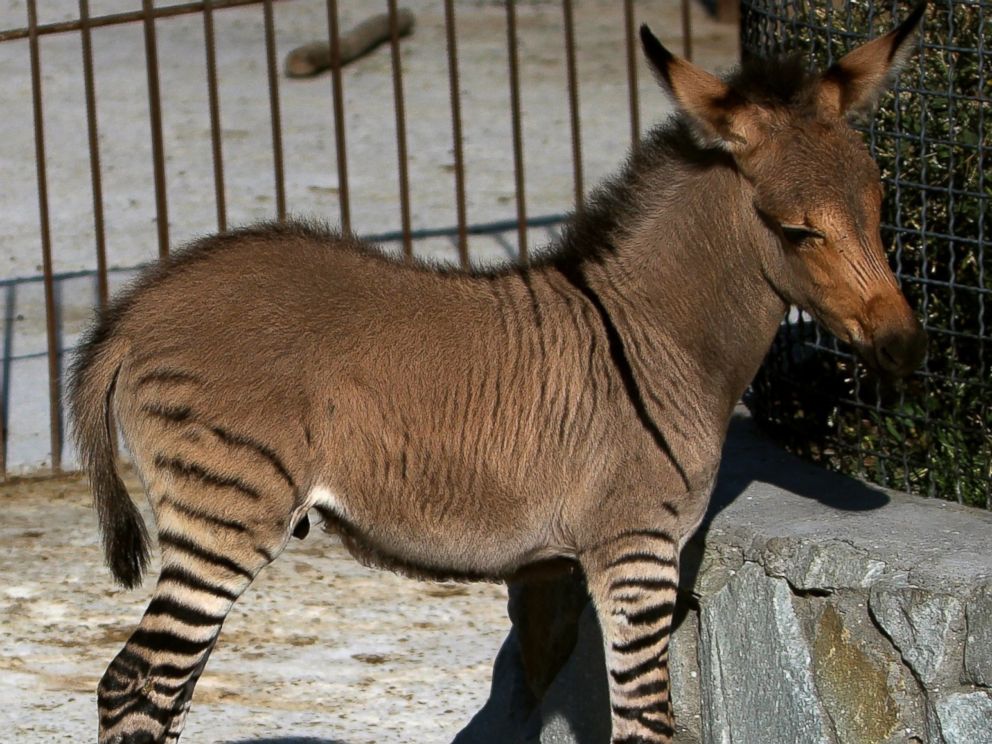 Introducing the Latest Zonkey: Zebra/Donkey Mix - ABC News