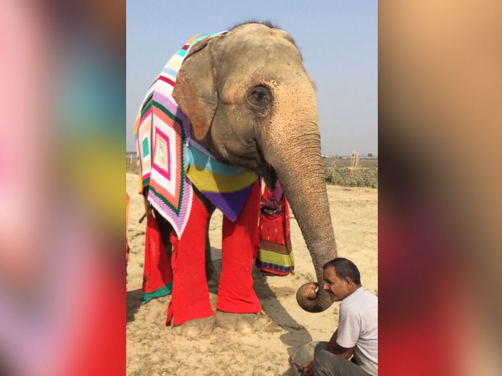 Rescued Elephants Get Giant Sweaters to Keep Them Warm During Cold