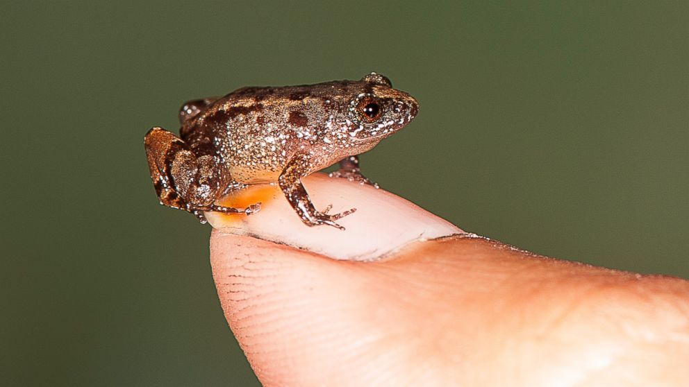 scientists-discover-4-species-of-tiny-frogs-in-india-abc-news