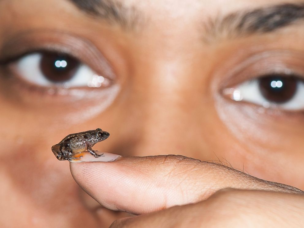 PHOTO: Vijayanâ??s Night Frog (Nyctibatrachus pulivijayani), a miniature-sized frog discovered from Agasthyamala hills in the Western Ghats, India.