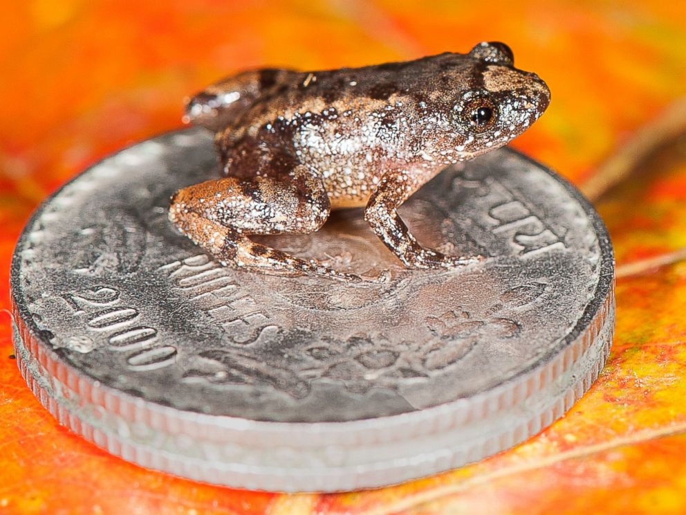 PHOTO: The Robinmooreâ??s Night Frog (Nyctibatrachus robinmoorei) sitting on the Indian five-rupee coin is one of the new species discovered from the Western Ghats mountain ranges in Peninsular India.