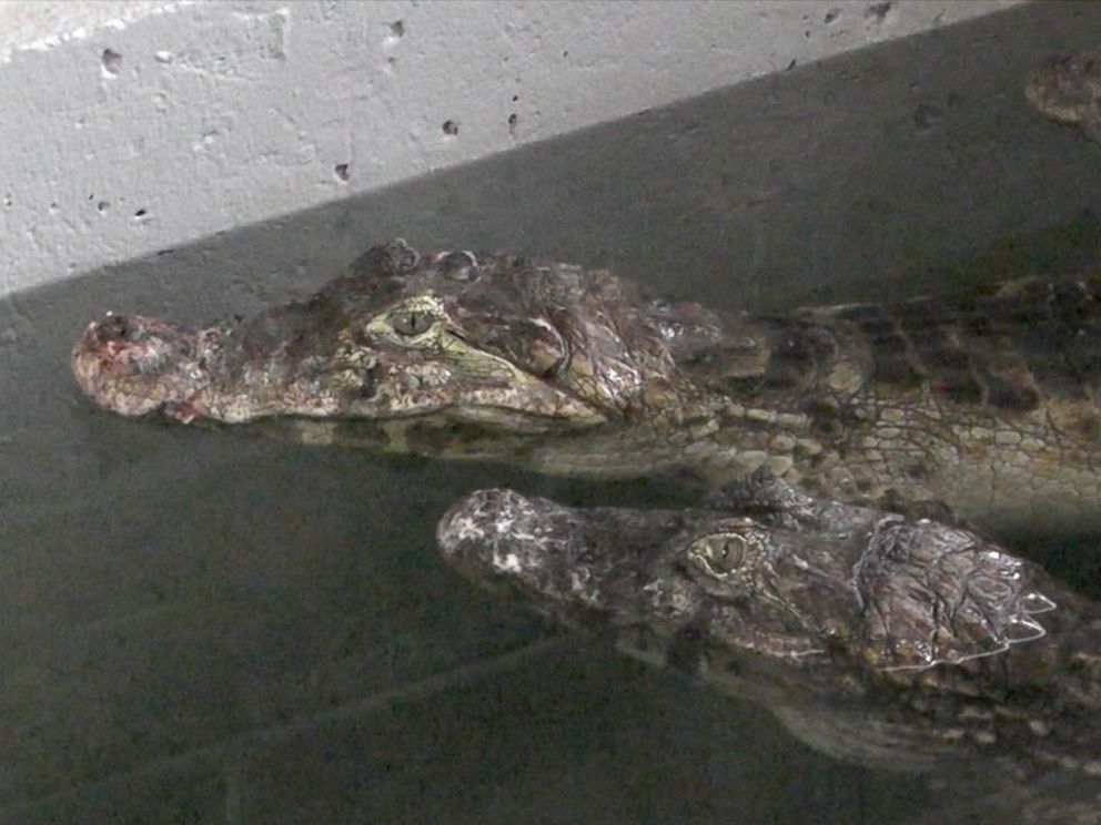 PHOTO: The Particular Indian River Reptile Zoo says it rescued 150 crocodiles, alligators along with caimans from a Toronto-area home. 