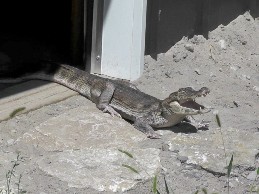 PHOTO: The Particular Indian River Reptile Zoo says it rescued 150 crocodiles, alligators as well as caimans from a Toronto-area home. Your man donated any 