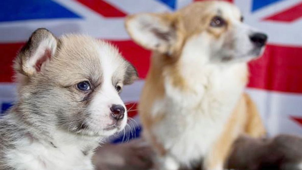 PHOTO: The Pembroke Welsh Corgi has been declared a "vulnerable" breed in the U.K. after only 274 puppies were registered in 2014, according to the Kennel Club, a British organization promoting the health and welfare of dogs.