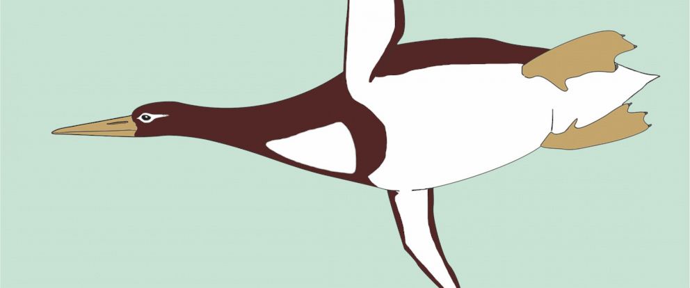 PHOTO: An illustration comparing the Kumimanu biceae to an average person. 