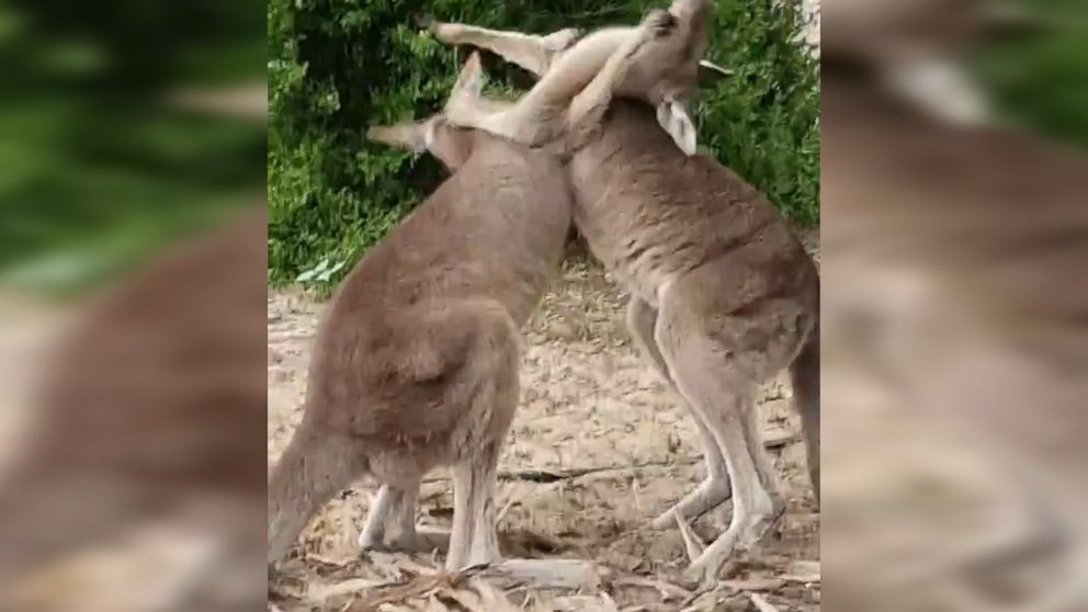 Orphaned Kangaroos Play Fight Over Food - ABC News