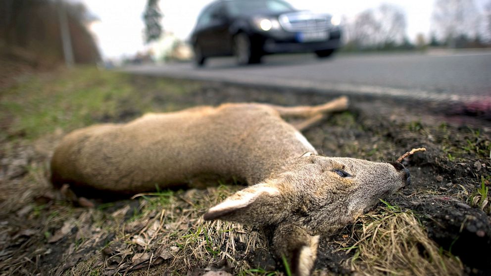 PHOTO: A dead deer lies on the side of an A-Road near Scharfenberg, Germany, March 20, 2011.