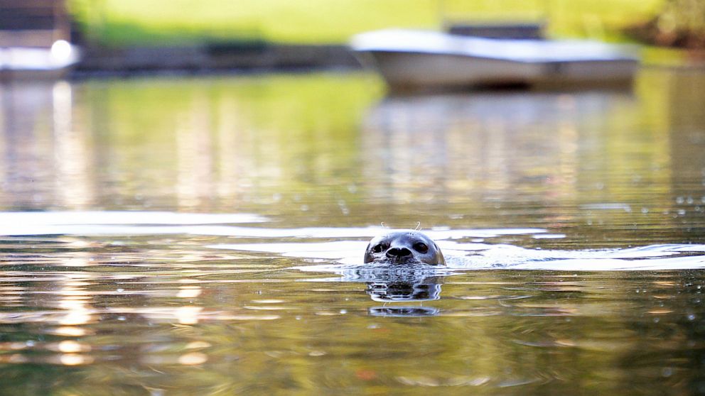PHOTO: Seal Zola swims in Schwanensee Lake