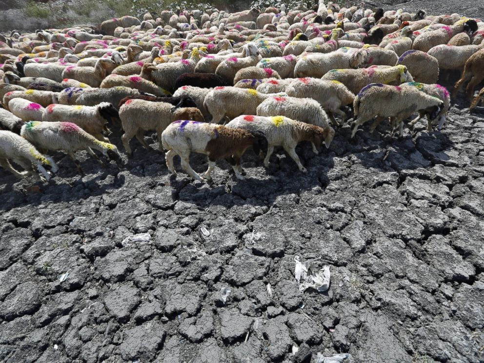 PHOTO: Sheep cross a parched area of a dried-up pond on a hot summer day on the outskirts of New Delhi, May 27, 2015.