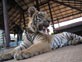 PHOTOS Thailand's tiger temple