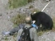 Bear Claws at Tourists in Wild Rampage