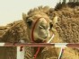 Camels Work It on the Catwalk