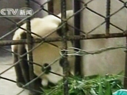 panda