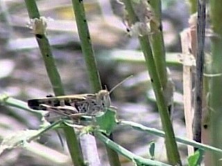 Locusts Swarm Down Under