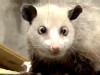 VIDEO: Heidi's eyes have endeared her to many people by way of the Internet.