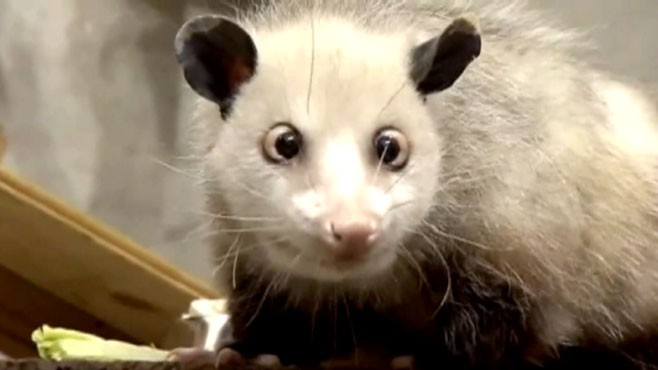 VIDEO: Heidis eyes have endeared her to many people by way of the Internet.