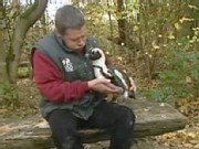 A Penguin Case of Puppy Love