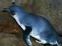 Penguin Breeding Ground Threatened