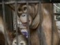 Why Apes Get Human Rights