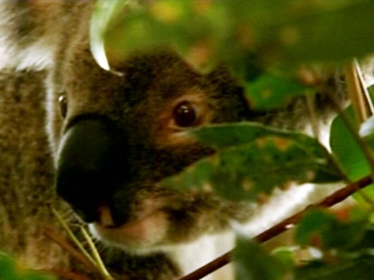 Danger Down Under: Saving Australia's Koalas - ABC News