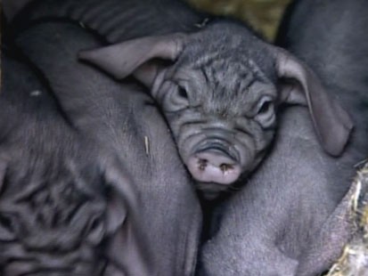 VIDEO: Luck charm piglets born in Berlin ring in the new year.