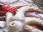 Scientists Examine Giant Squid