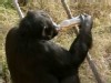 Video Sample