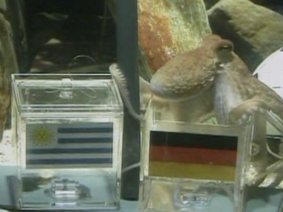 VIDEO: Bookmakers are amazed by a German octopus?s ability to pick World Cup winners.