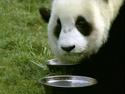 panda