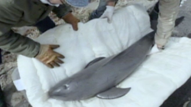 VIDEO: A Baby Porpoise is back home after being washed ashore during deadly Tsunami.