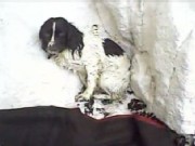 Dog Survives 300-Foot Cliff Plunge