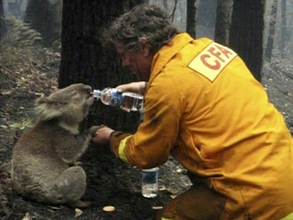 VIDEO: A koala is rescued from the Australian wildfires.