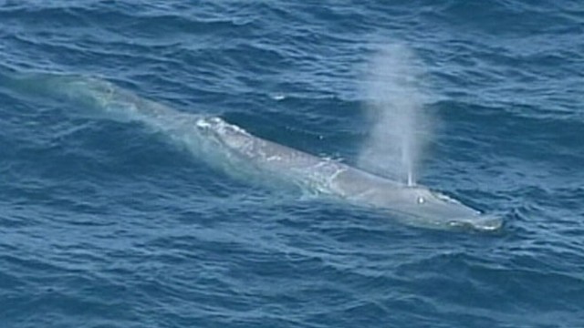 VIDEO: The rarely seen blue whale amazed sightseers in waters off Sydney, Australia.